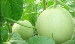 sae8吃瓜爆料功能,SAE8独家爆料，明星幕后故事大公开